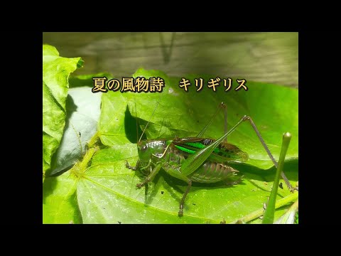 夏の風物詩　キリギリス