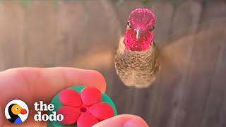Hummingbird Waits Outside The Window For His Favorite Guy | The Dodo Wild Hearts