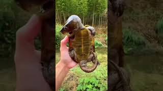Baby Big headed turtle | Dinosaur look a like