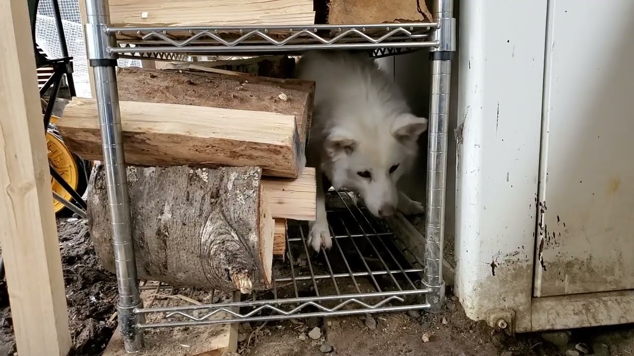犬と山小屋と私、庭で過ごす春分の日