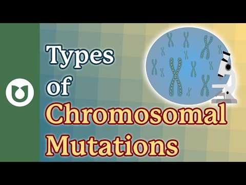 Chromosomal Mutations Explained: What Are Deletions, Duplications & Translocations?