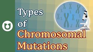Chromosomal Mutations Explained: What Are Deletions, Duplications & Translocations