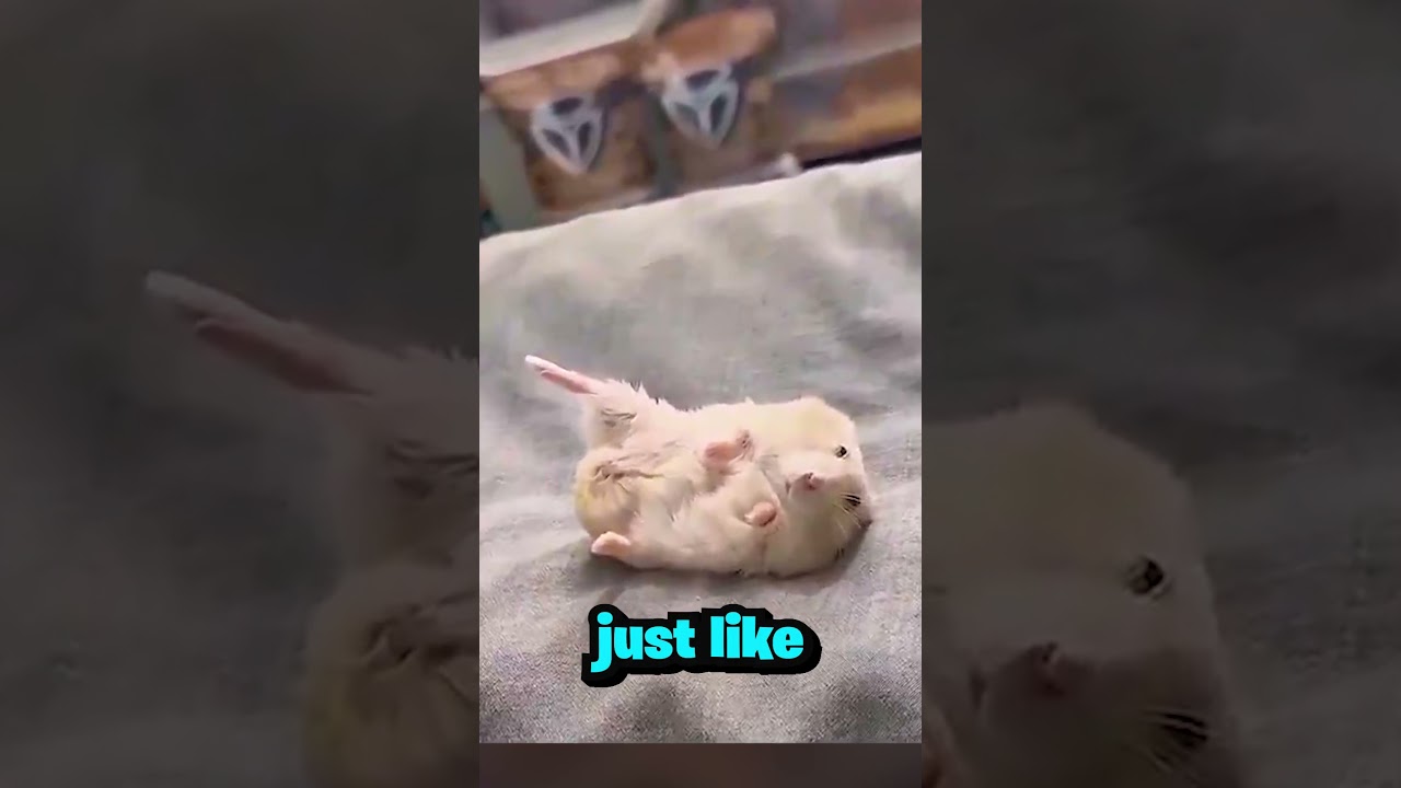 His hamster did THIS after he broke his leg 😱🐹