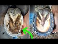 SHOEING a MULE // Hoof CHIP and HOW I deal with it??