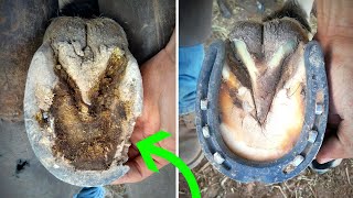 SHOEING a MULE // Hoof CHIP and HOW I deal with it??