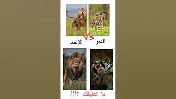 زئير الأسد ضد صوت النمر من الأقوى ما تعليقك 