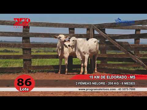 Lote 86