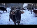 Как коровы и лошади переносят сильные морозы на вольном выгуле?