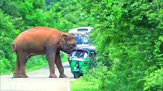 attacking so many vehicles by aggressive elephant 🐘 #attack #wildlife #wildelephants #adventure