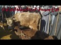 اسعار البقر الوالد اليوم ٢٠٢٣ ١ ٣ سوق دراو بمحافظة أسوان