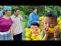 Single mother paos mother finally knows the identity of baby bon yellow watermelon unique flavor