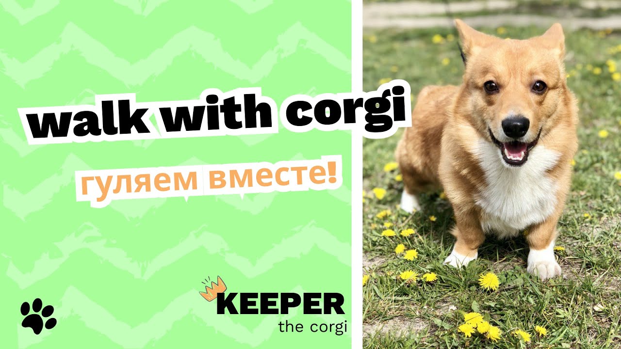 02 How we walk with Corgi? 