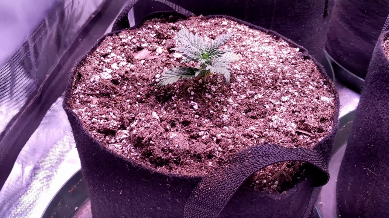 4x4 Super Skunk Different Pot Size Auto Flower Grow Episode 2