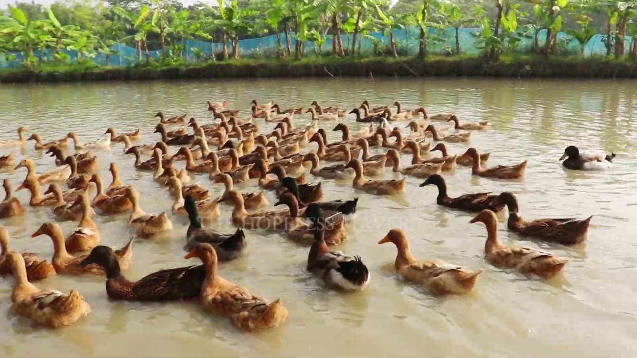 business plan duck farming