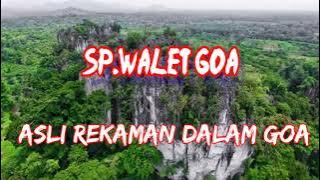 SP.WALET GOA || SUARA REKAMAN KOLONI WALET DALAM GOA || ORIGINAL #walet #waletgoa #waletkalimantan