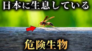 日本に生息している絶対に遭遇したくない危険生物4選がヤバすぎた...。【 生物学 動物 昆虫 】