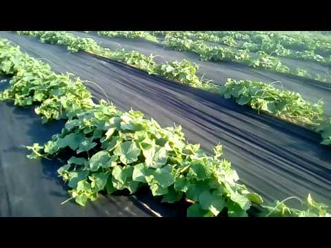 Открытый грунт 2018 обзор