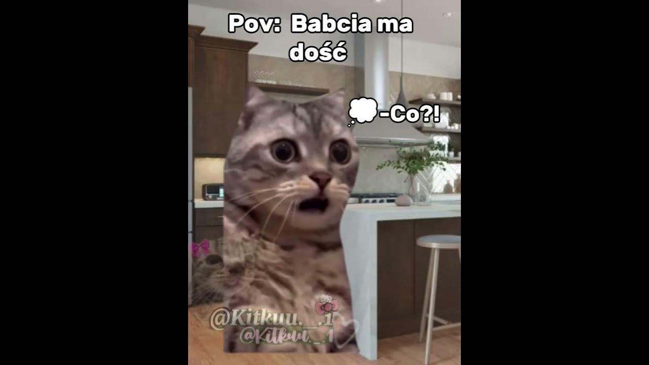 Babcia ja nie śpię ja sr@m 😂 #cats #śmieszne#greenscreen #cat #trend#memes#funny#memy #catmeme