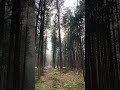 Rain in the Quiet Forest
