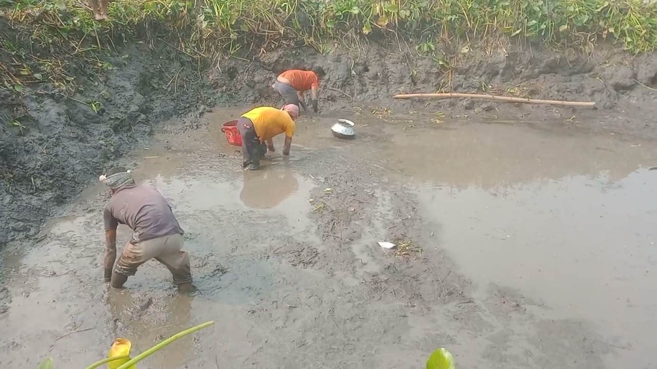 বিলের পুকুরে মাছ ধরা 