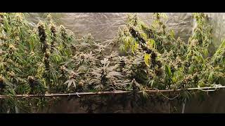 Beginning Growing week 8 flower bag seeds