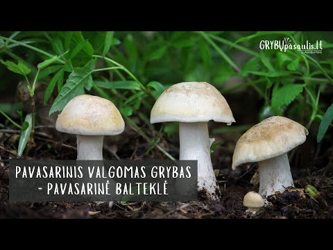 Video: B altasis grybas – vertingas grybų trofėjus