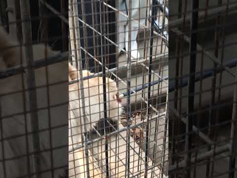 貰邪🤧㉘ホワイトライオン・しろじし・白獅子・リズムちゃん・沖縄こどもの国・・・White_Lion・Okinawa Zoo & Museum(20260223)