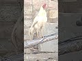 #roosterfarm #birds #pets #animals