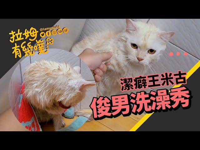 ►拉姆有幾噗◄ 貓咪洗澡超淡定 吹乾毛自己來┃Happy Cat Bath time ♧