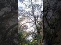 "Así comen los árbolesFotosíntesis explicada desde arriba del árbol" #arborismo #cargasegura #arbori