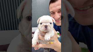 She’s a big girl now! 🤍🧸🐶 #fyp #bulldog #frenchie #puppies #frenchbulldog #cute #romania #love