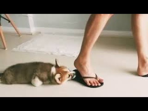 Try Not to Laugh Funny Animals Fails
