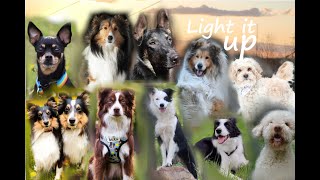 Light It Up ♡ Full Dog MEP by Focus the sheltie 1,078 views 1 year ago 2 minutes, 21 seconds