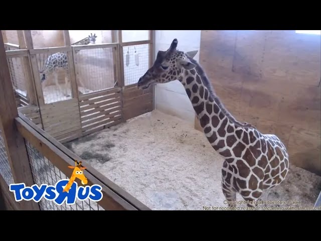 Drafts with Giraffes event returns to Animal Adventure this weekend