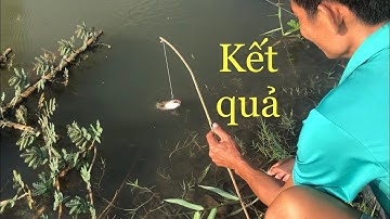 Đi cắm câu cá lóc ở khu vực mới tưởng không được ai ngờ ngoài cả tưởng tượng || lầy lội TV