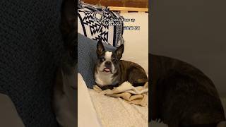 why are you so busy? 머 하는 거냐? #bostonterrier #frenchbulldog #tuxeenyc
