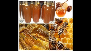 |Climbing Tall Trees For Giant Honeycombs|LEO CÂY CAO LẤY TỔ ONG KHỔNG LỒ|