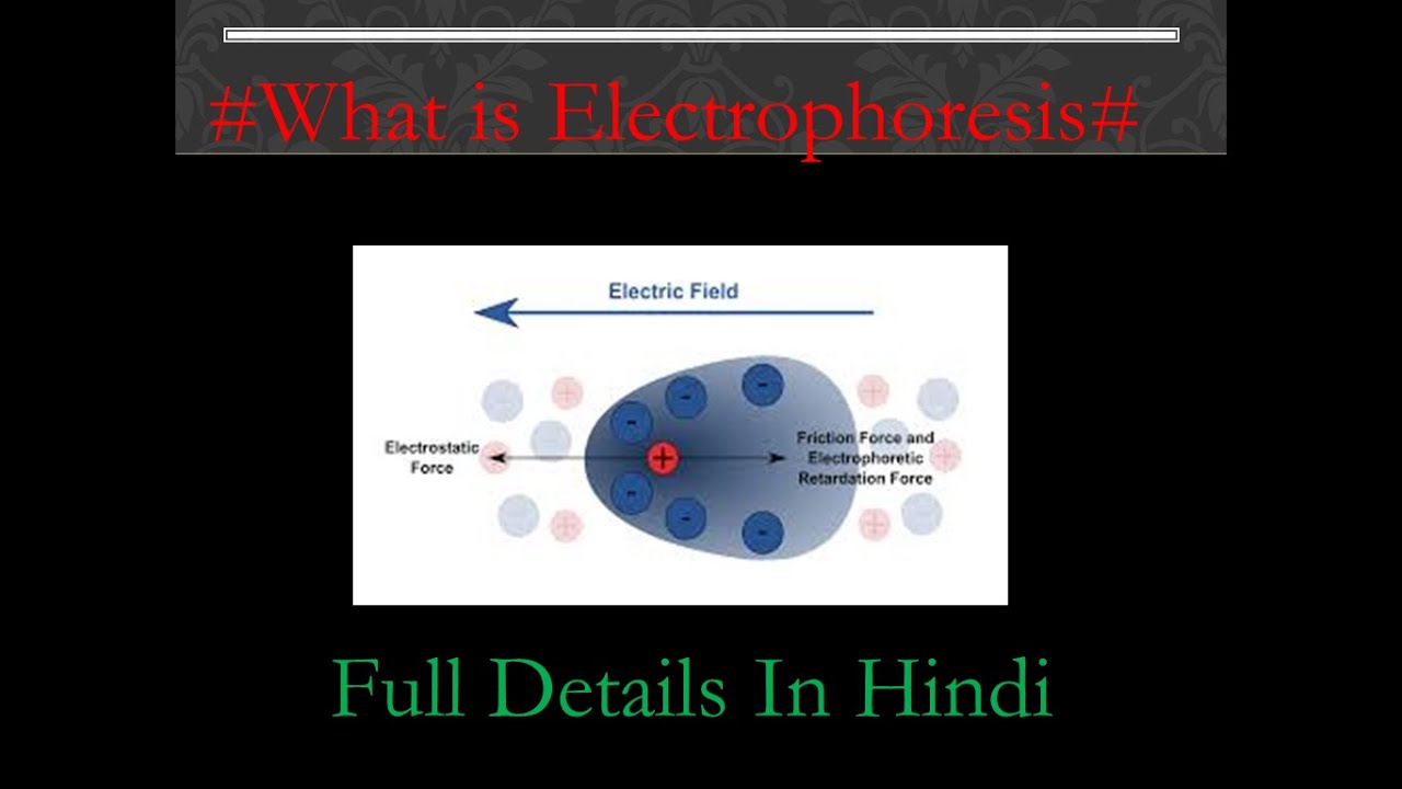 What is Electrophoresis? Full description in Hindi... STUDYTIME YouTube