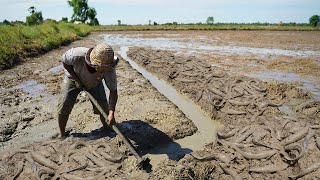 Amazing Fishing Dry Season - Catch Catfish & Copper SnakeHead Fish Under Mud After Dry Water