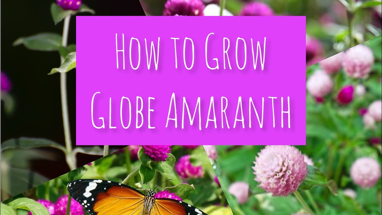 How to Grow Globe Amaranth YouTube