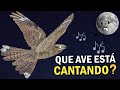 QUAL PÁSSARO ESTÁ CANTANDO?