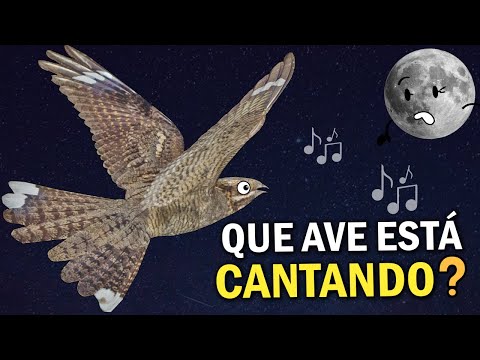 Vídeo: Por que um pássaro estaria cantando à noite?