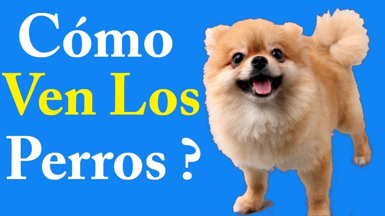 De que color ven los perros