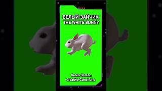 БЕЛЫЙ КРОЛИК хромакей футаж на зелёном фоне. Видео анимация GREEN SCREEN.