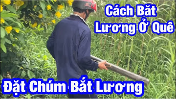 Cách Bắt Lươn Ở Quê Đặt Trúm Bắt Lươn | hoàng nam hậu giang
