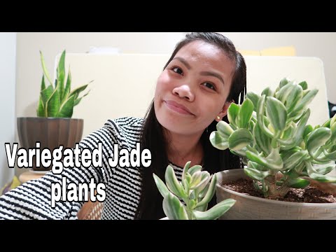 TOXIC JADE PLANT| WAYS TO PROPAGATE|CRASSULA OVATA VARIEGATA|JUSTJOVY VLOGS