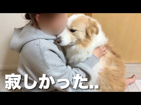 犬に内緒で無断外泊をしたらこうなりました...【ボーダーコリー•ゴールデンレトリバー】