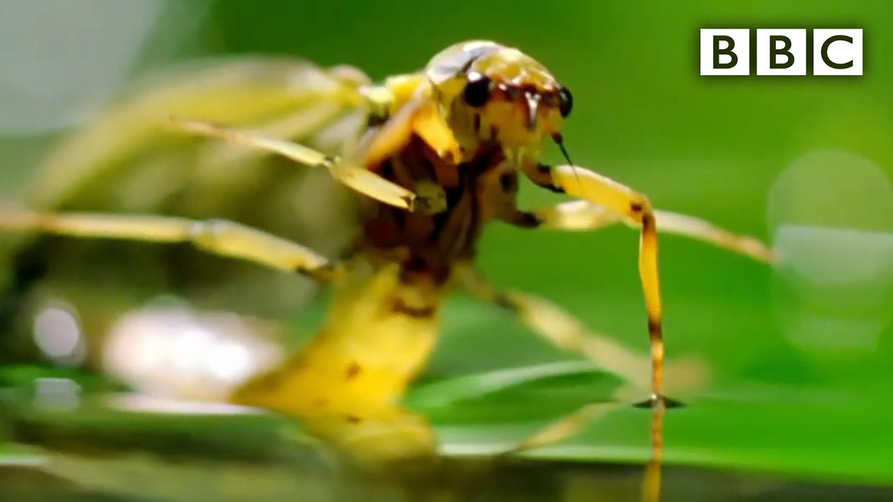 Flying Termites Take a Dangerous Journey to a New Life | Deep Look