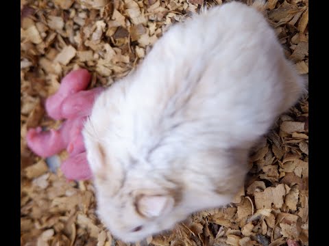 Video: Paano Panatilihin Ang Isang Syrian Hamster
