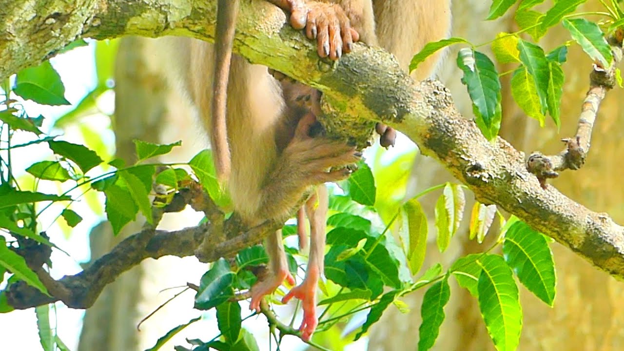 Little Newborn Baby Just Drops His Legs Down